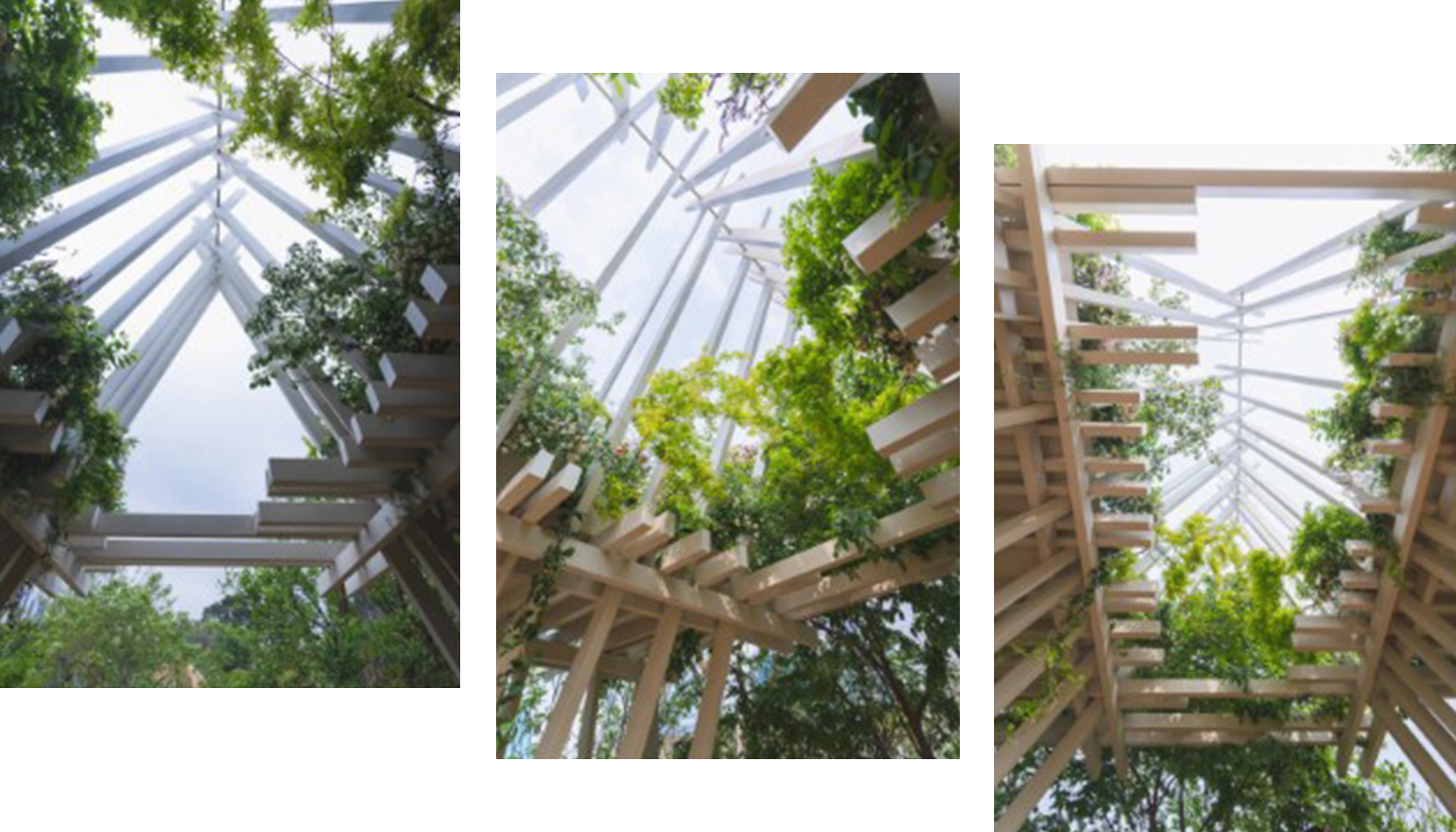 Canopy-of-Three-Friends-1